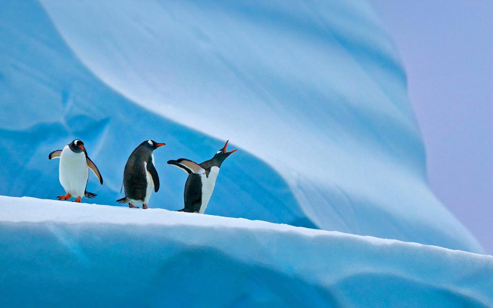 三只企鹅可爱电话壁纸