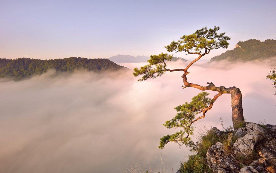 山顶上的松树高清自然风景桌面壁纸