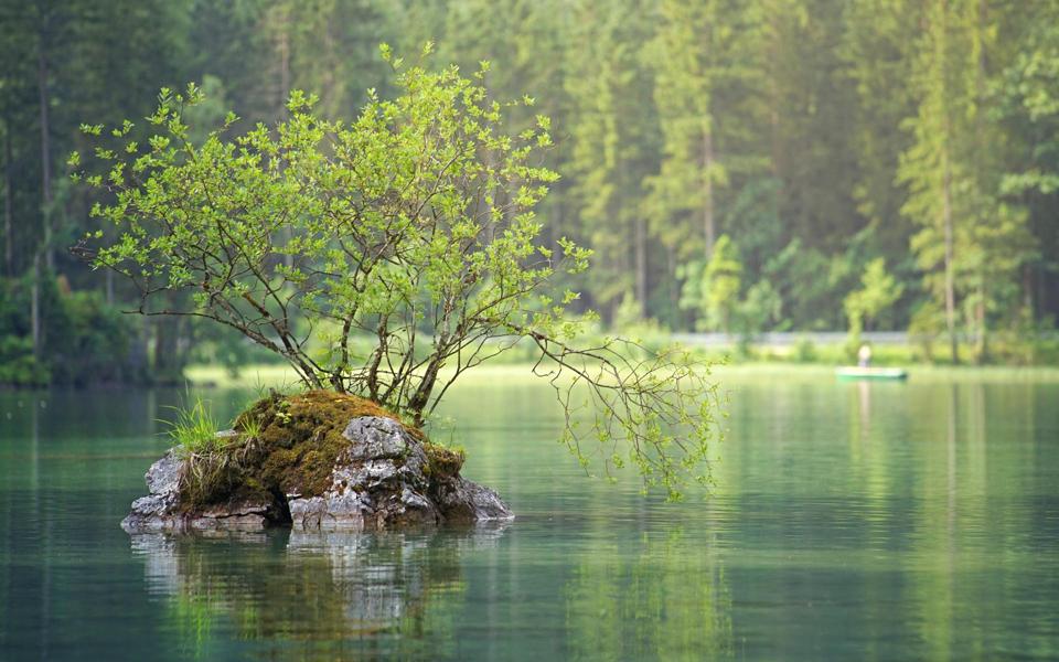 湖水中小树护眼风景壁纸