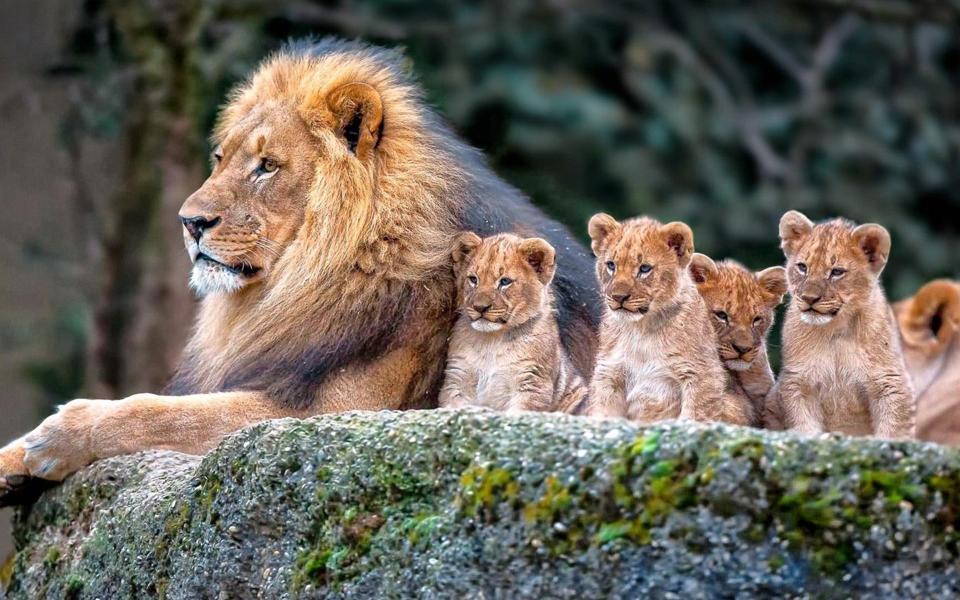 狮子的一家图片高清动物壁纸