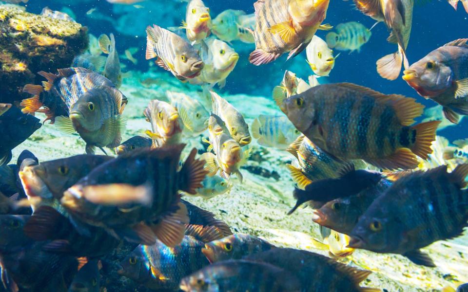 五彩斑斓的海洋鱼群图片 高清晰下载