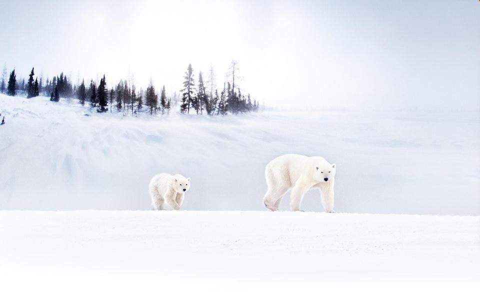 雪地里行走的北极熊的桌面壁纸