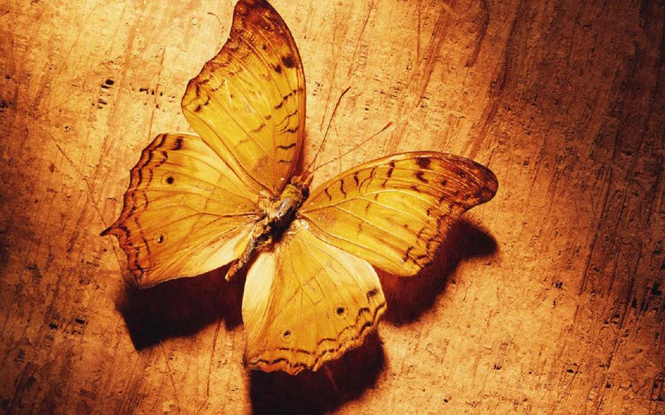 黄色蝴蝶标本个性壁纸下载