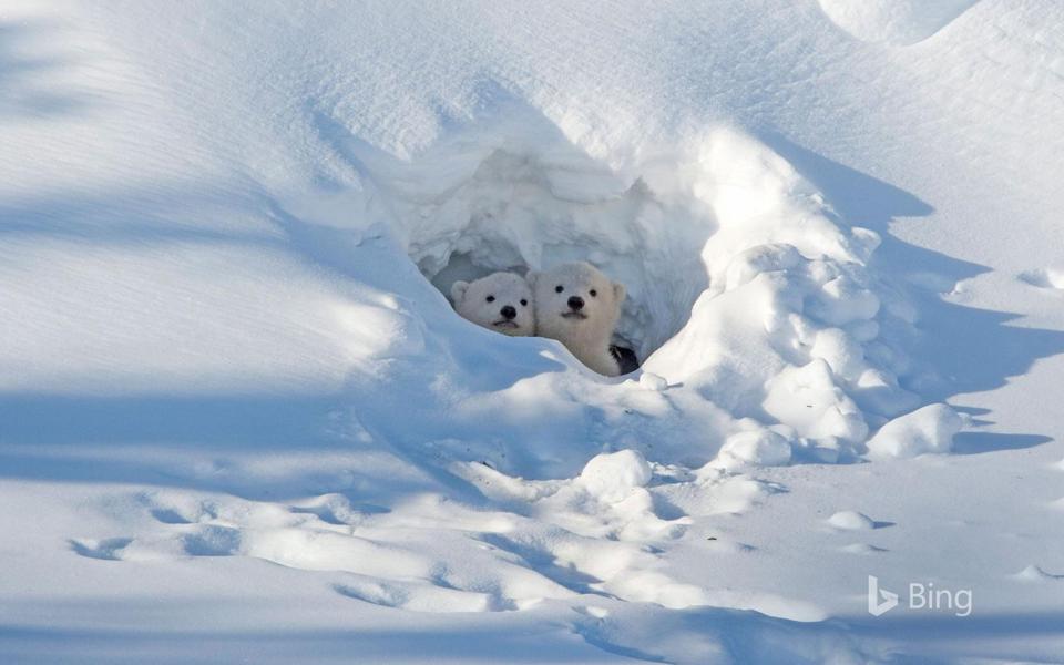 雪窝里的可爱的北极熊图片