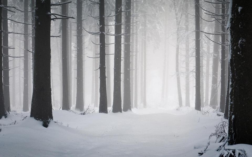 冬天白雪覆盖的森林桌面壁纸