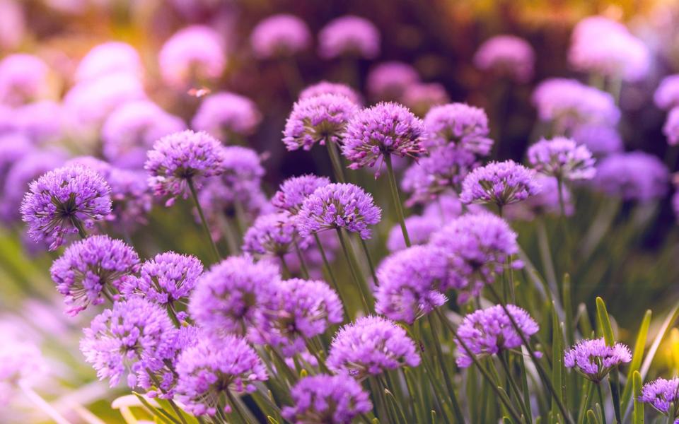 可爱紫色小花唯美高清图片壁纸