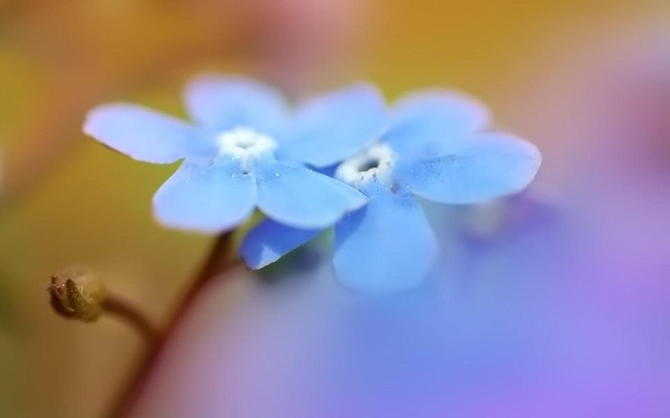 小清新蓝色花朵桌面壁纸
