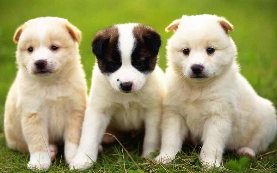 可爱的三只小狗壁纸