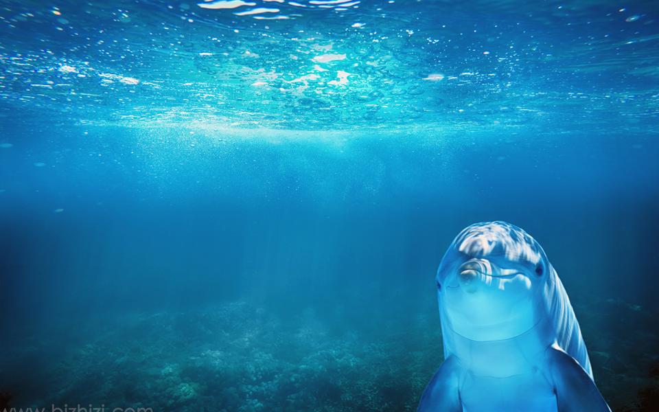 蓝色海洋海豚动物图片