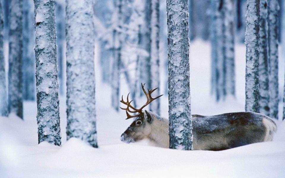 瑞典冬季树林里的驯鹿动物壁纸
