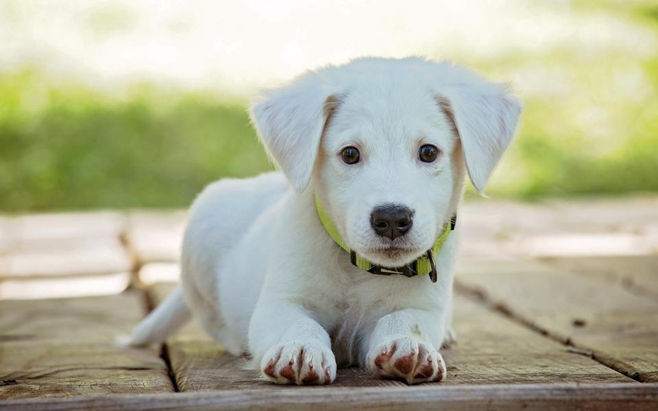 可爱的小白狗图片高清壁纸