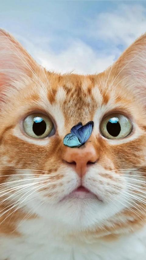 宠物猫咪图片大全高清手机壁纸，超萌超萌的