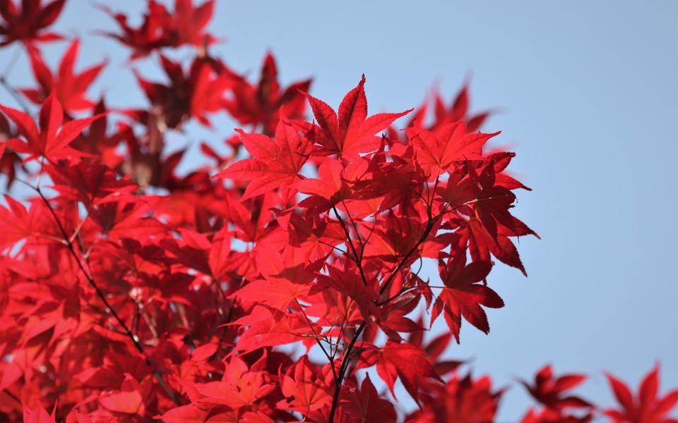 秋天最美的红叶照片高清壁纸下载