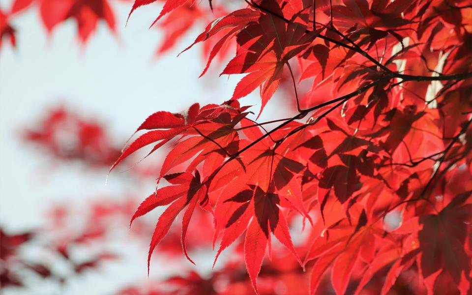 秋天最美的红叶照片高清壁纸下载