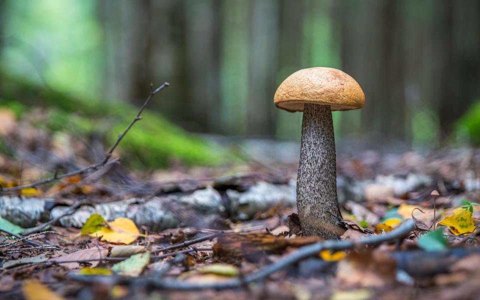 森林中漂亮的蘑菇素材图片大全