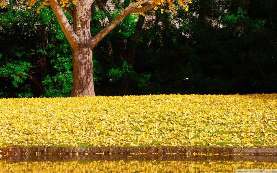 金黄的落叶风景桌面壁纸