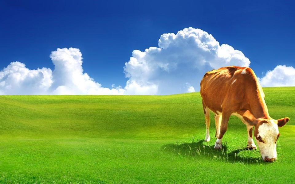 绿色的草原吃草的奶牛护眼桌面壁纸