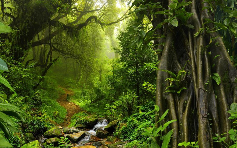 泰国热带丛林小溪风景桌面壁纸