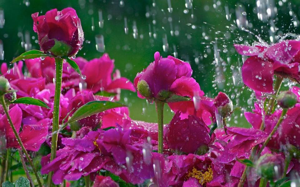 雨水中的玫瑰花高清壁纸