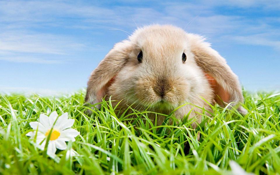 草丛中可爱的兔子高清动物壁纸