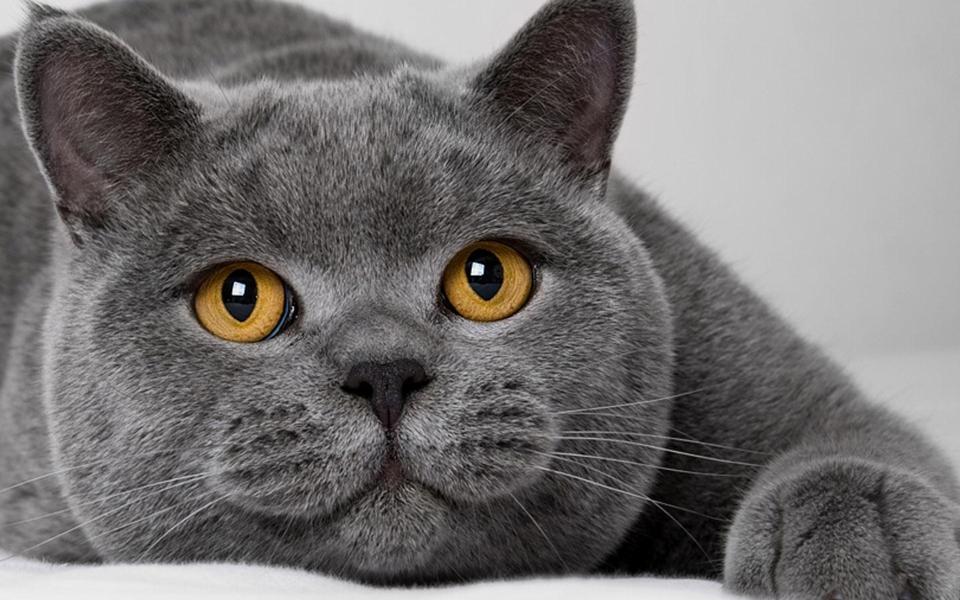 灰色可爱猫咪桌面壁纸