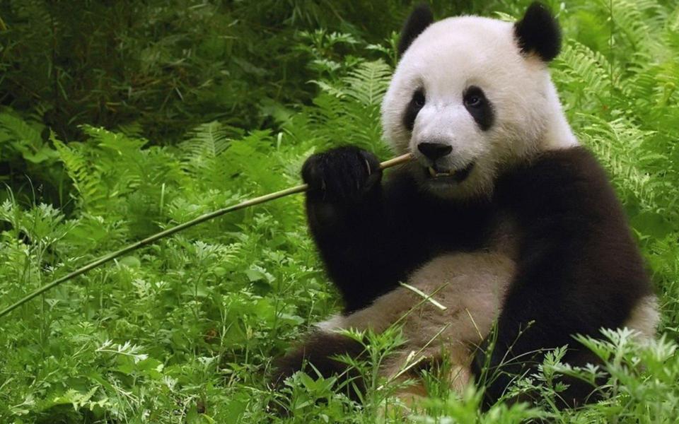吃竹子的大熊猫电脑桌面壁纸高清下载