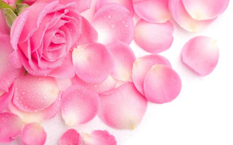粉色玫瑰花花瓣壁纸图片