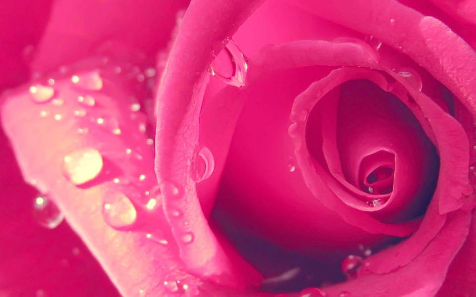 高清鲜艳的粉红玫瑰花壁纸