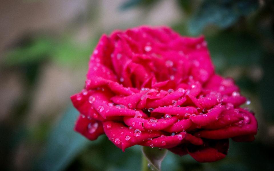 雨后娇艳欲滴的红玫瑰图片高清壁桌面