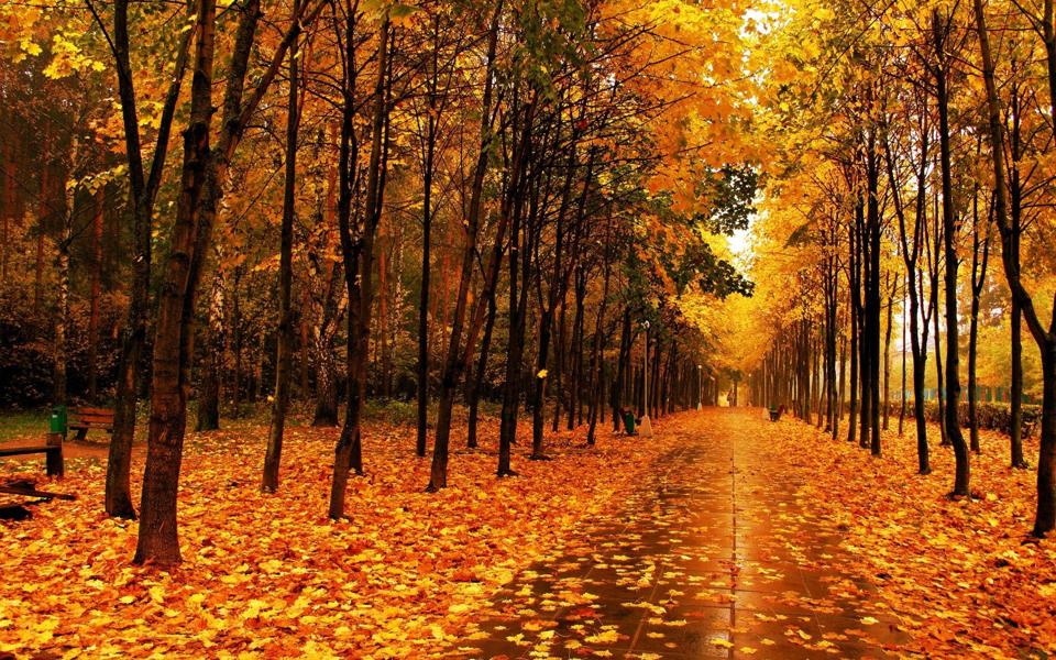 林中金色秋天落叶唯美风景桌面壁纸