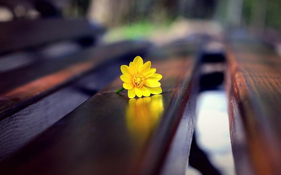 躺椅上的花朵高清唯美桌面壁纸