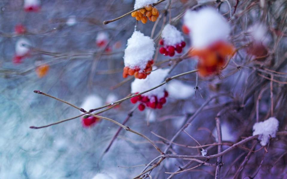 冬季小清新唯美雪景果实高清桌面壁纸