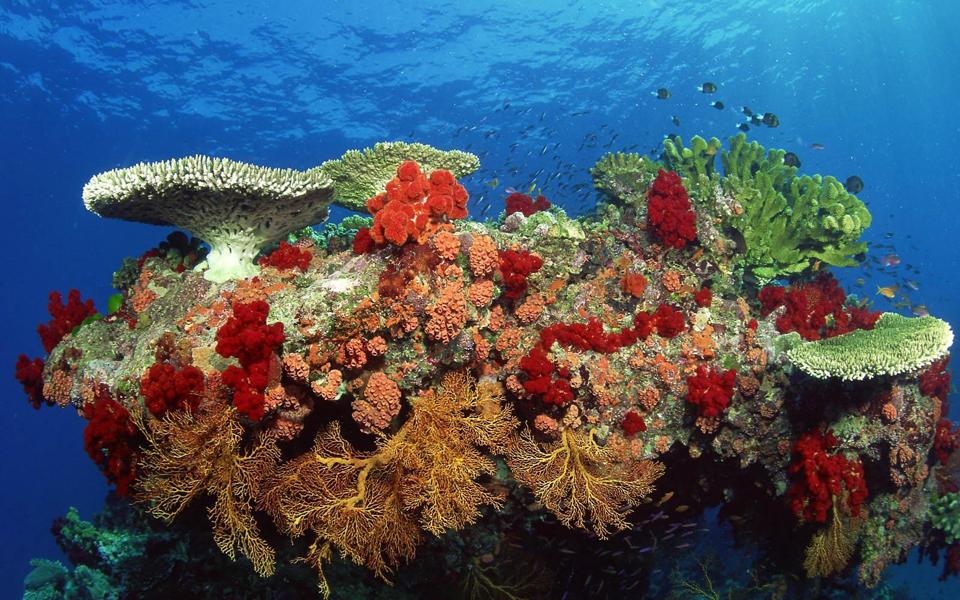 海底最美珊瑚礁高清壁纸图片