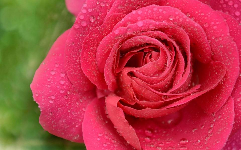 露珠红色玫瑰花壁纸