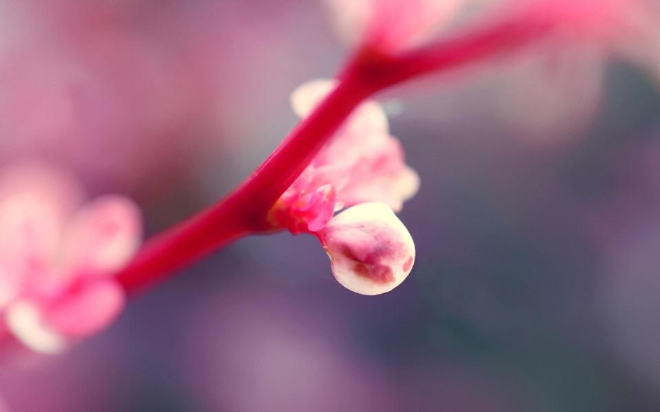 春天粉色的花蕾高清壁纸