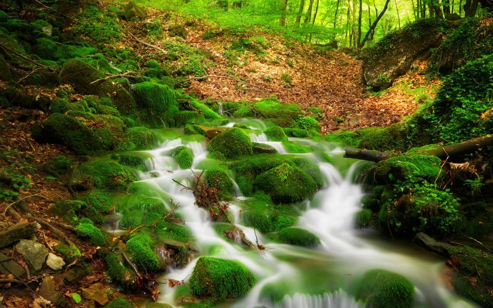绿色盎然的护眼自然溪流风景桌面壁纸