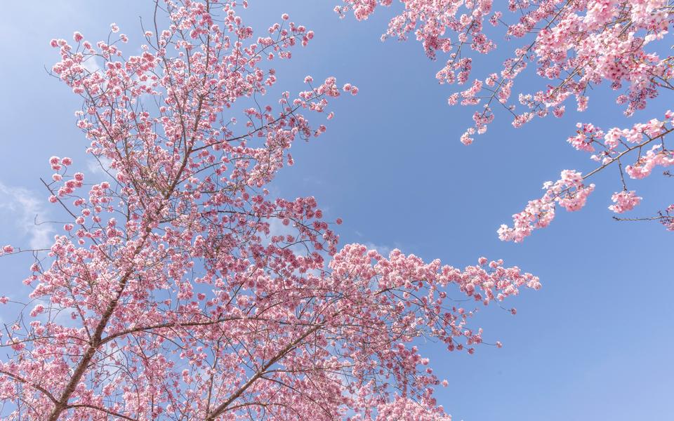 春天粉色樱花图片壁纸
