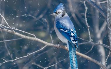 雪天枝頭上的冠藍鴉小鳥電腦壁紙