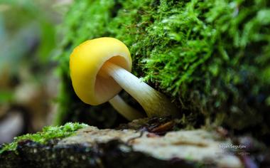 嫩嫩的小蘑菇高清护眼壁纸图片