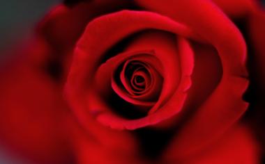 火红的玫瑰花桌面壁纸