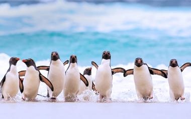 一起沖浪的企鵝的高清電腦壁紙