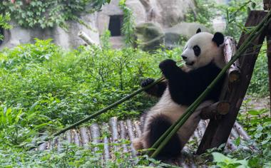 吃竹子的熊貓高清壁紙下載