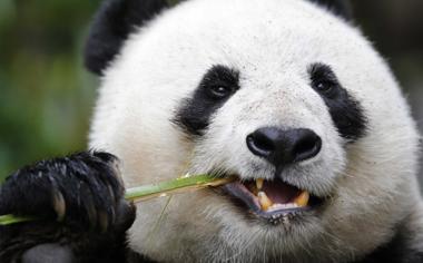 大熊猫吃竹子图片可爱壁纸图片