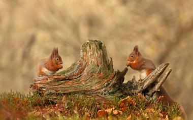 秋天树桩上的松鼠可爱动物壁纸