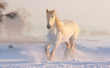 白马在雪地上奔跑图片