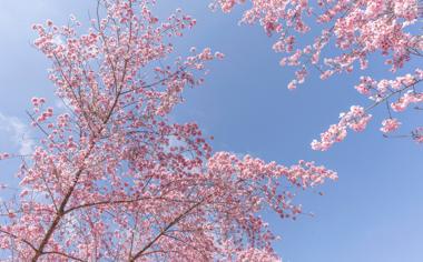 春天粉色樱花图片壁纸