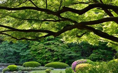 日本东京新宿御苑花园风景桌面壁纸