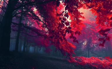 秋天森林里火红的树叶风景桌面壁纸