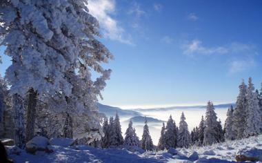 冬天好看的森林雪景高清壁纸