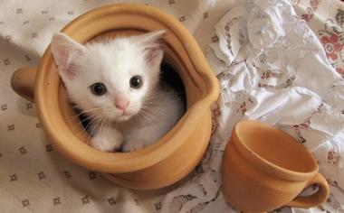 陶瓷罐子里的小猫猫可爱卖萌壁纸